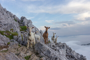 Goats in Aizkorri mountain in the Basque Country (Spain)
