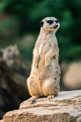 Portrait of attentative meerkat