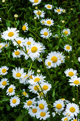 Daisy field floral backdrop, background, vector, design