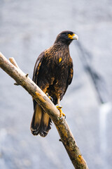 Portrait of a golden eagle resting on a branch