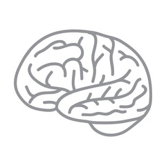 human brain