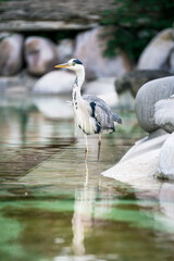 Full-body Portrait of a gray heron sneaking through low water