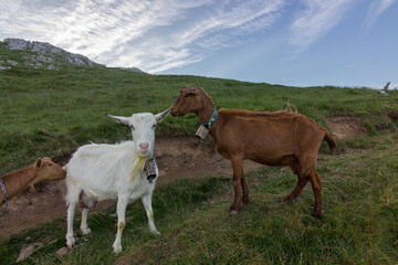 Goats in Aizkorri mountain in the Basque Country (Spain)