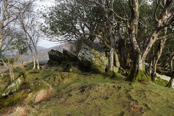 Landscape in Winter in Ireland