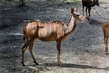 Greater kudu female in the enclosure. Latin name - Tragelaphus strepsiceros