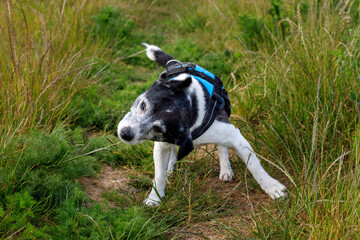 Un Jack Russell qui se secoue la tête