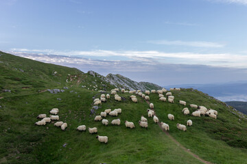 Sheep in Aizkorri mountain in the Basque Country (Spain)