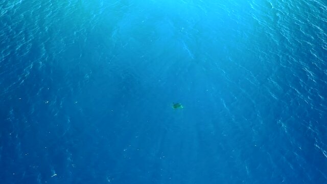 Green Sea Turtle Silhouette Swimming Below Ocean Surface, Overhead Aerial