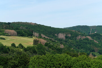 Fototapeta na wymiar Abgestorbene Bäume zwischen gesunden Bäumen im Westerwald bei Nassau in Rheinland-Pfalz im Juni 2020 in Zeiten von Klimawandel und Erderwärmung - Stockfoto 