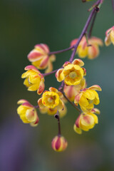 Adorable yellow flowers of barberry