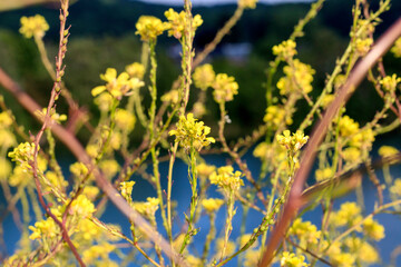 Des fleurs sauvage au bord du lac