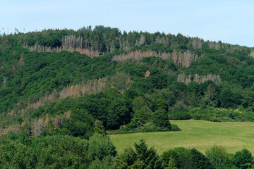 Fototapeta na wymiar Abgestorbene Bäume zwischen gesunden Bäumen im Westerwald bei Nassau in Rheinland-Pfalz im Juni 2020 - Stockfoto 