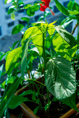 Closeup of small saplings in small garden , young spruce seedlings , Agriculture and Seeding Plant , Group of green plants growing out from soil