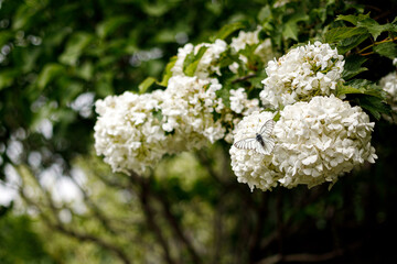 Viburnum Boul de Neige