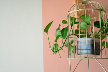 Hanging vine plant with heart-shaped variegated leaves of devil's ivy or golden pothos (Epipremnum aureum) the popular tropic houseplant for being indoor nature’s air purifier.