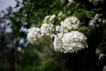 Viburnum Boul de Neige