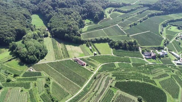 Vignobles Alsacien en drone 