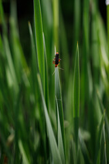 bug on grass