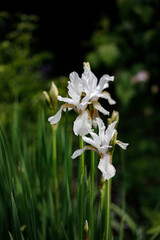 white flowers in the garden
