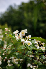Philadelphus