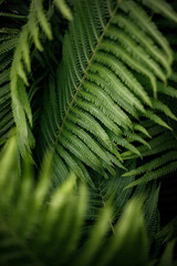 green fern leaf