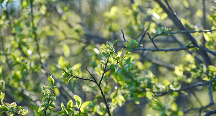 Spring blooming Salix glabra
