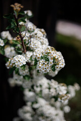 Blooming spirea
