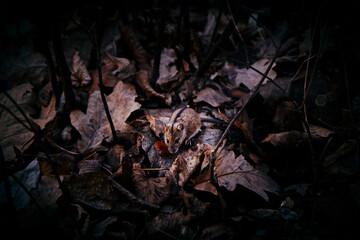 mouse in the fallen leaves