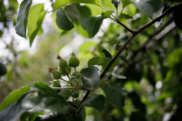 small apples on a tree