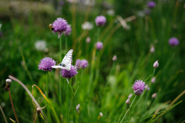 butterfly on flower