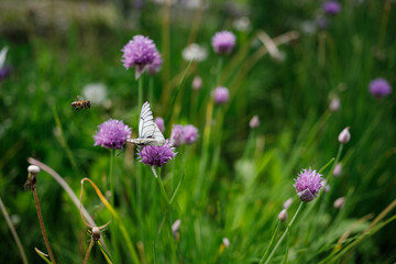 butterfly on flower