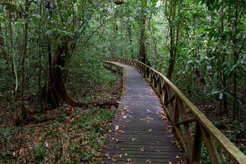 Boardwalk in tropical rainforest, Malaysia