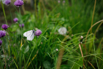 butterfly on flower