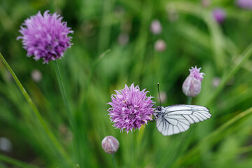butterfly on a flower