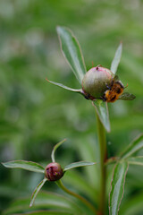 bumblebee on a peony flower