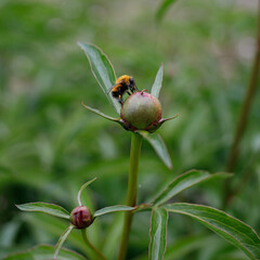 bumblebee on a peony flower