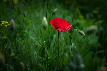 Red poppy flower on dark green background summer time