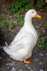 A White Pekin Duck