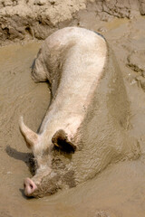 Fototapeta premium Pig sleeping in a mud bath with half of his body covered with mud.