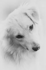 Head portrait of entlebucher sennenhund against white background