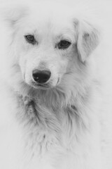 Head portrait of entlebucher sennenhund against white background