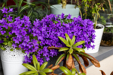 flowers on the balcony