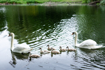 Naklejka na ściany i meble swan family on the lake