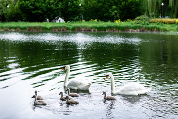 swan family on the lake