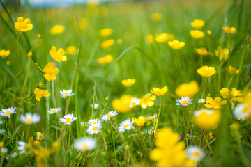 Blumenwiese