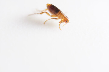 Super macro close up of brown, amber colored flea, Siphonaptera. It survives as external...