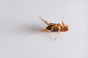 Super macro close up of brown, amber colored flea, Siphonaptera. It survives as external bloodsucking parasite of mammals and birds. 