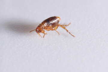 Super macro close up of brown, amber colored flea, Siphonaptera. It survives as external bloodsucking parasite of mammals and birds. 