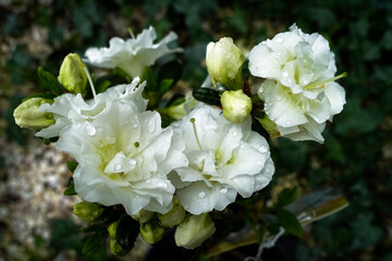 Azalia nazywana rhododendronem lub różanecznikiem, roślina ogrodowa kwitnąca białymi kwiatami. - obrazy, fototapety, plakaty