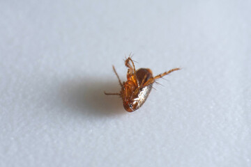 Super macro close up of brown, amber colored flea, Siphonaptera. It survives as external...
